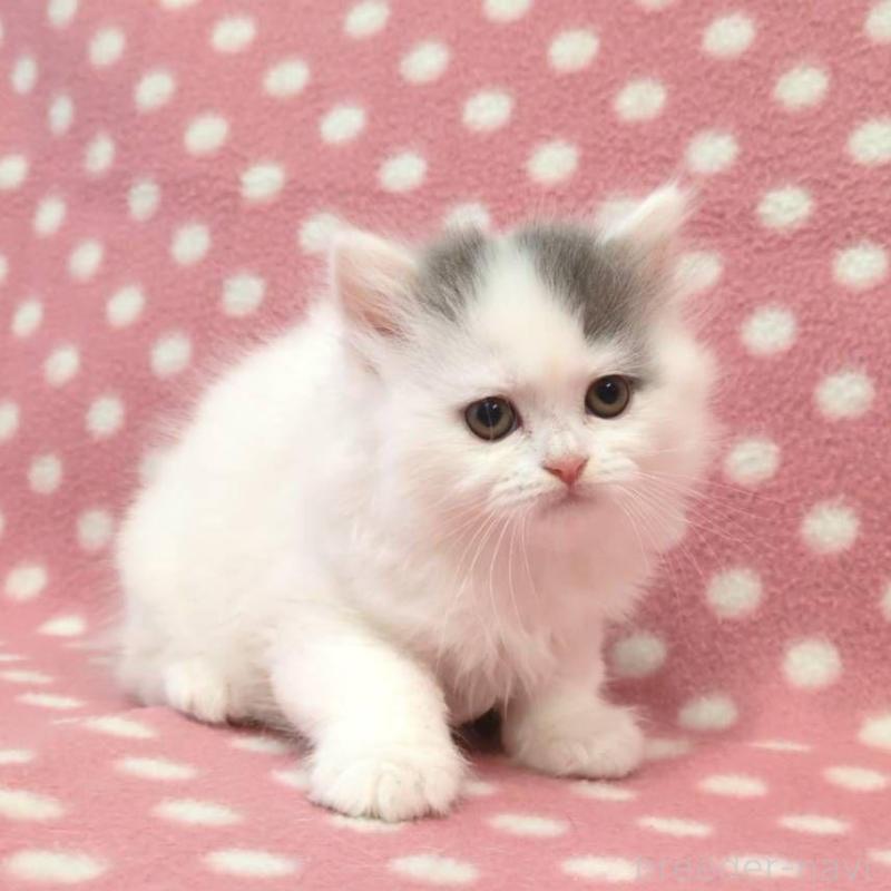 販売中の愛知県のブリティッシュショートヘア-132245の3枚目