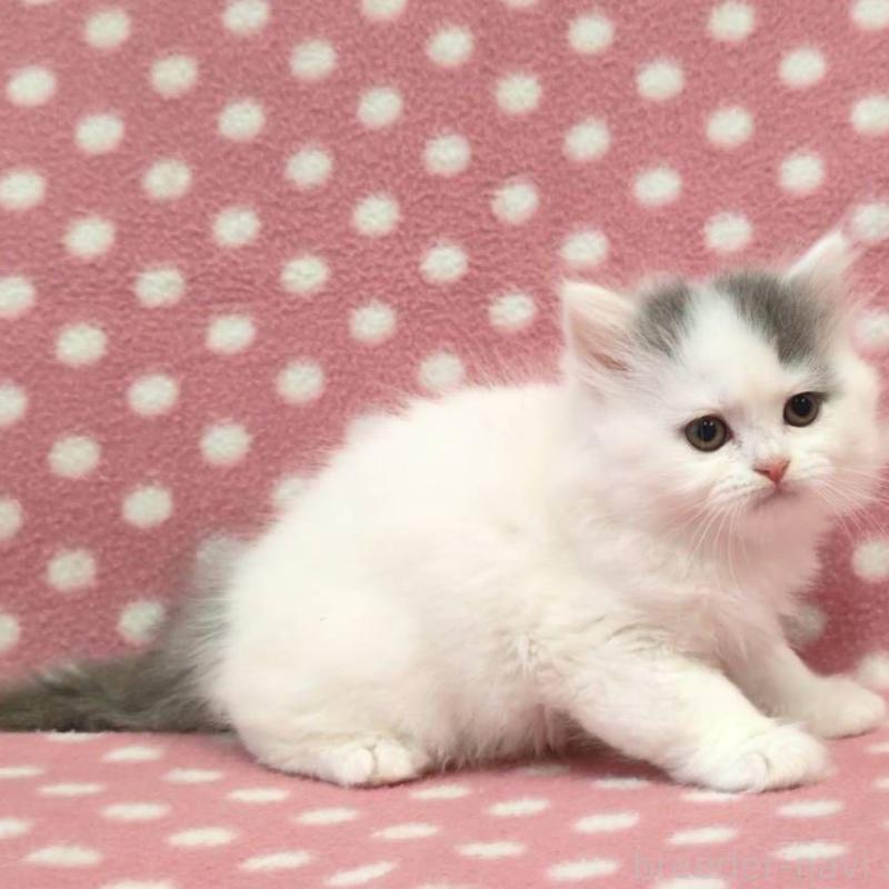 販売中の愛知県のブリティッシュショートヘア-132245の2枚目