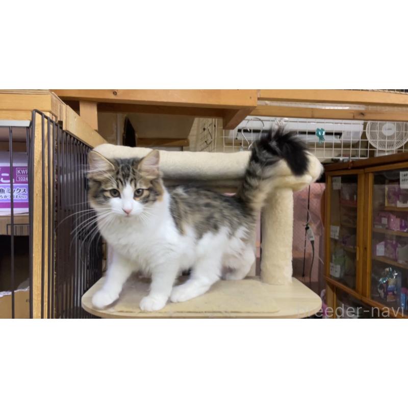 販売中の京都府のノルウェージャンフォレストキャット-126981の3枚目