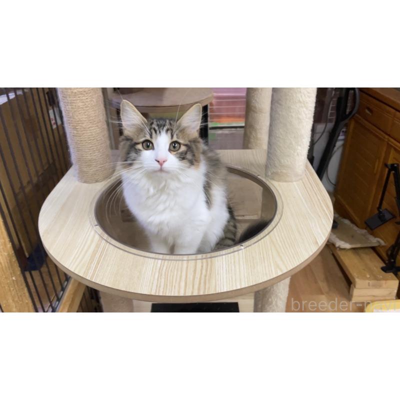 販売中の京都府のノルウェージャンフォレストキャット-126981の2枚目