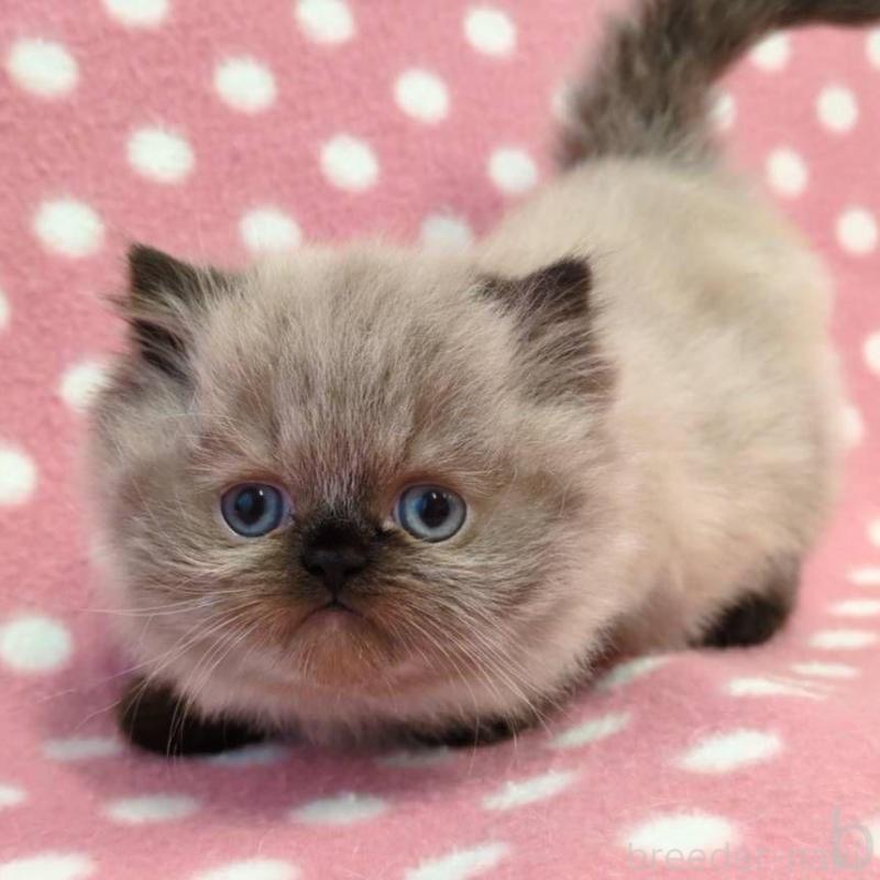 販売中の愛知県のヒマラヤン-132246の3枚目