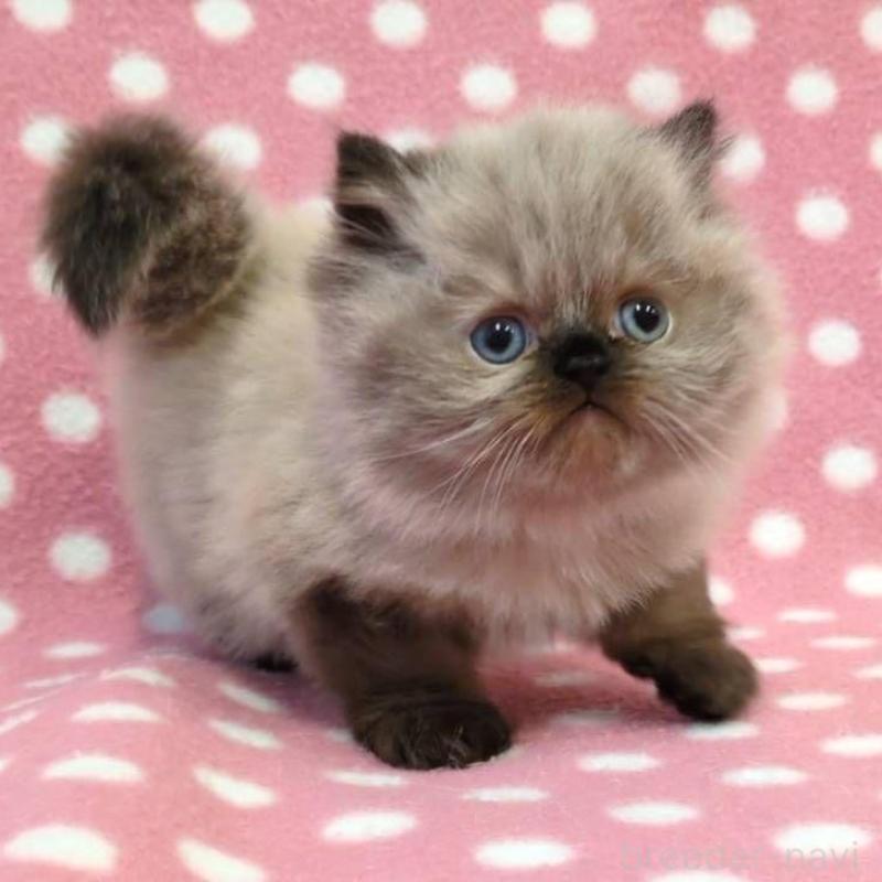 販売中の愛知県のヒマラヤン-132246の2枚目