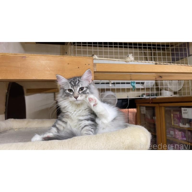 販売中の京都府のノルウェージャンフォレストキャット-126982の3枚目