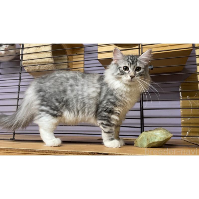 販売中の京都府のノルウェージャンフォレストキャット-126982の2枚目