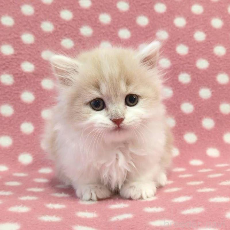 販売中の愛知県のマンチカン(短足)-132247の3枚目