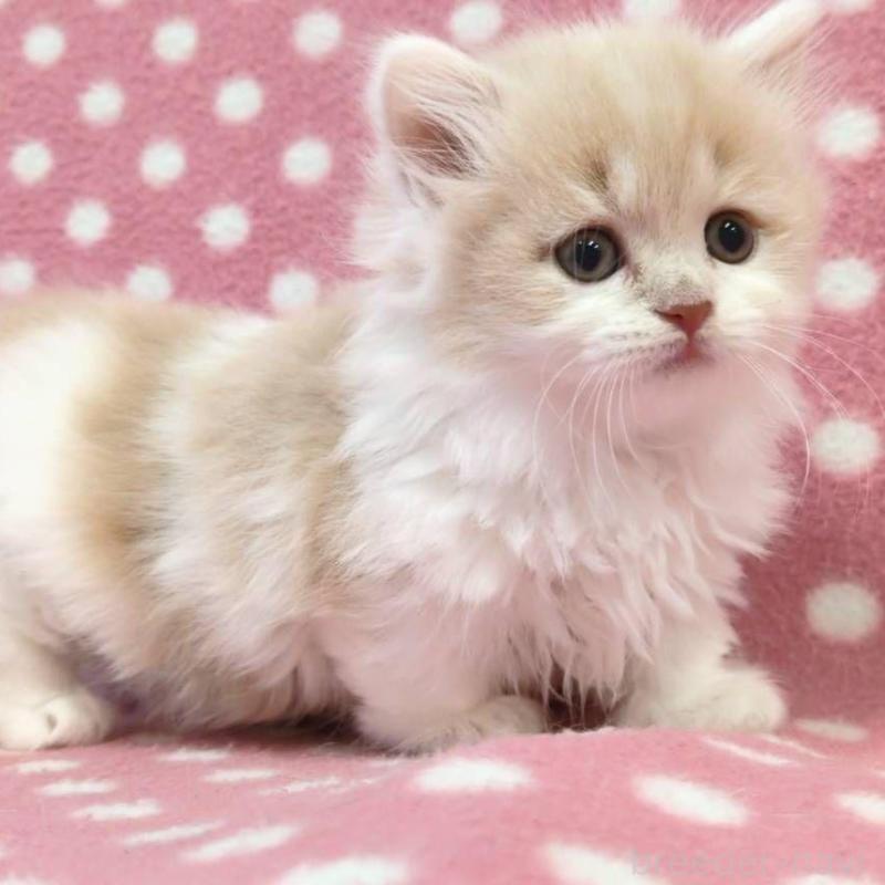 販売中の愛知県のマンチカン(短足)-132247の2枚目