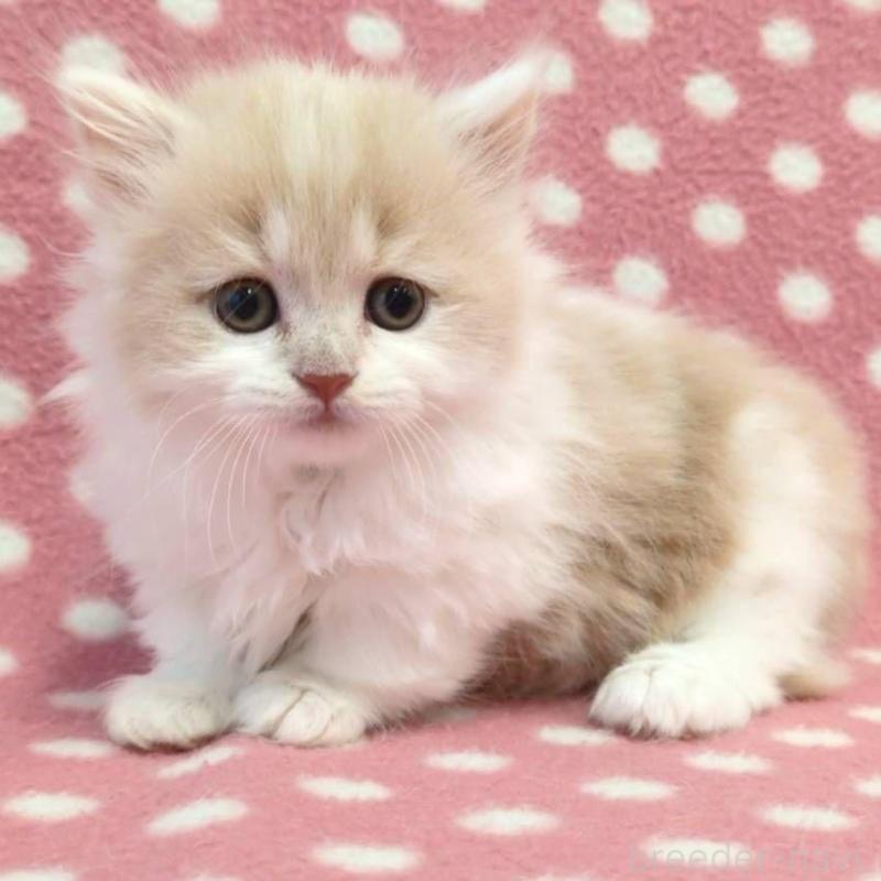 販売中の愛知県のマンチカン(短足)-132247の1枚目