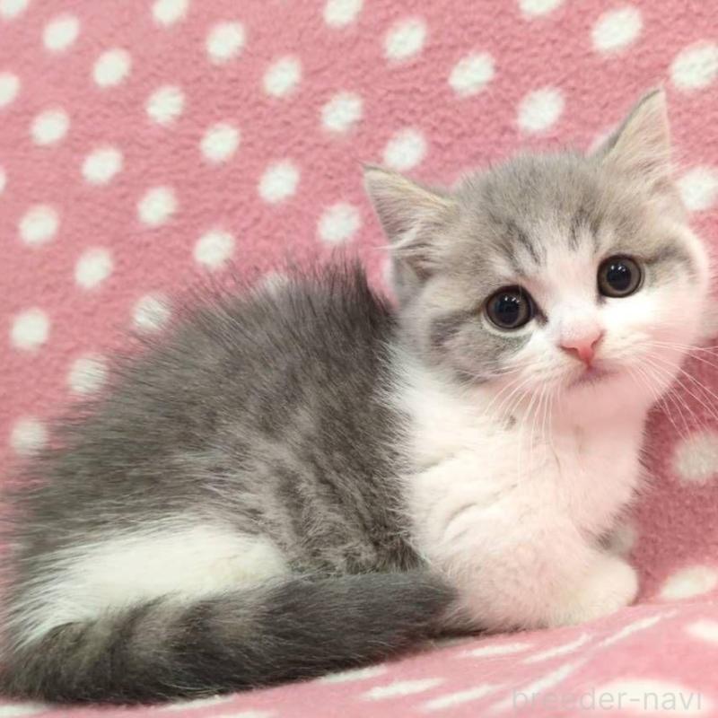 販売中の愛知県のマンチカン(短足)-132248の3枚目