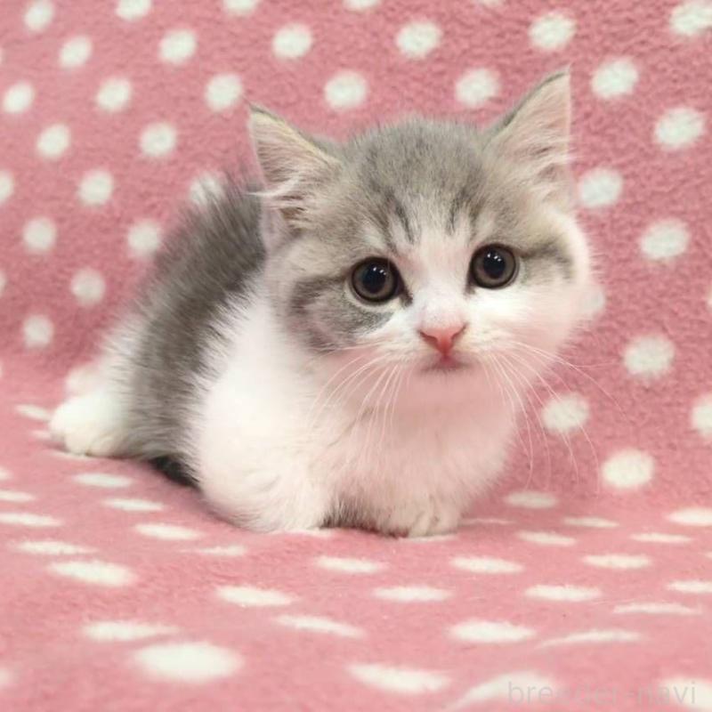 販売中の愛知県のマンチカン(短足)-132248の2枚目