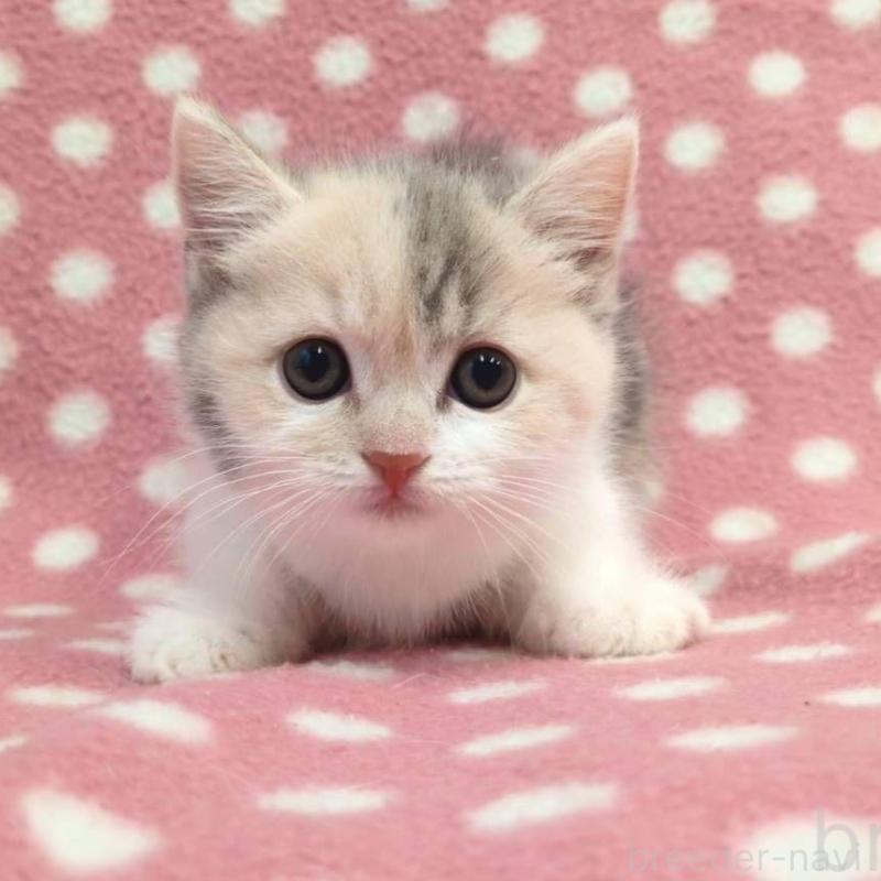 販売中の愛知県のマンチカン(短足)-132249の3枚目