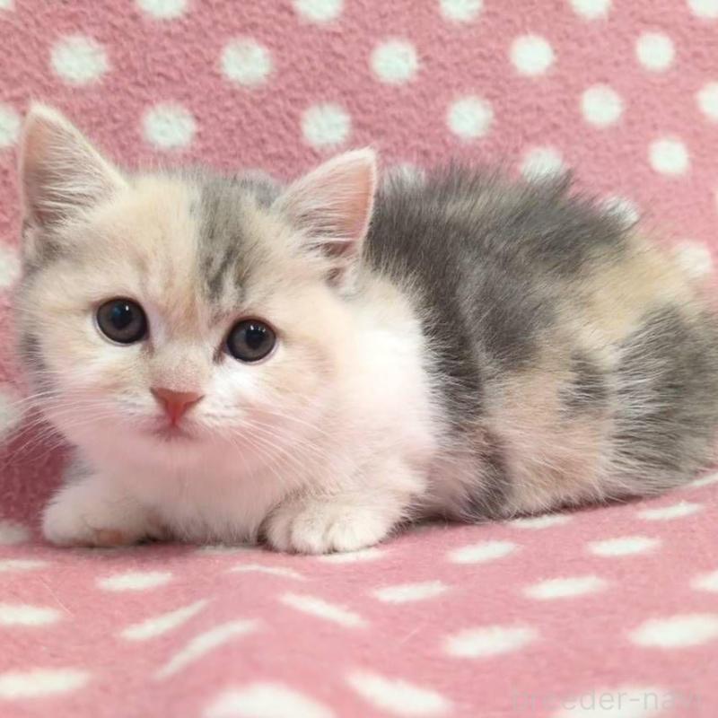 販売中の愛知県のマンチカン(短足)-132249の2枚目