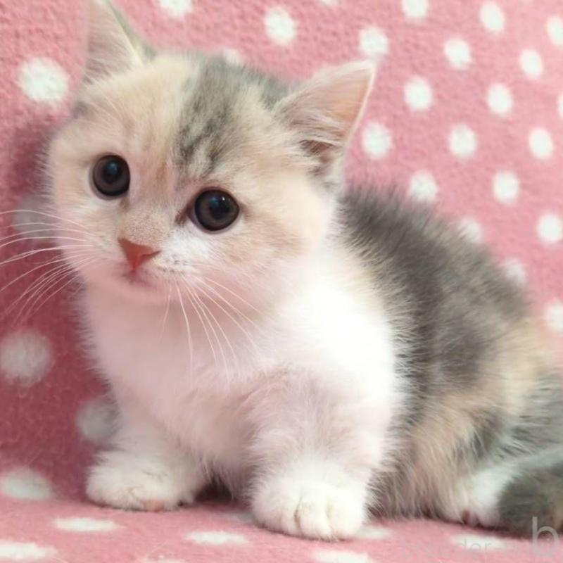 販売中の愛知県のマンチカン(短足)-132249の1枚目