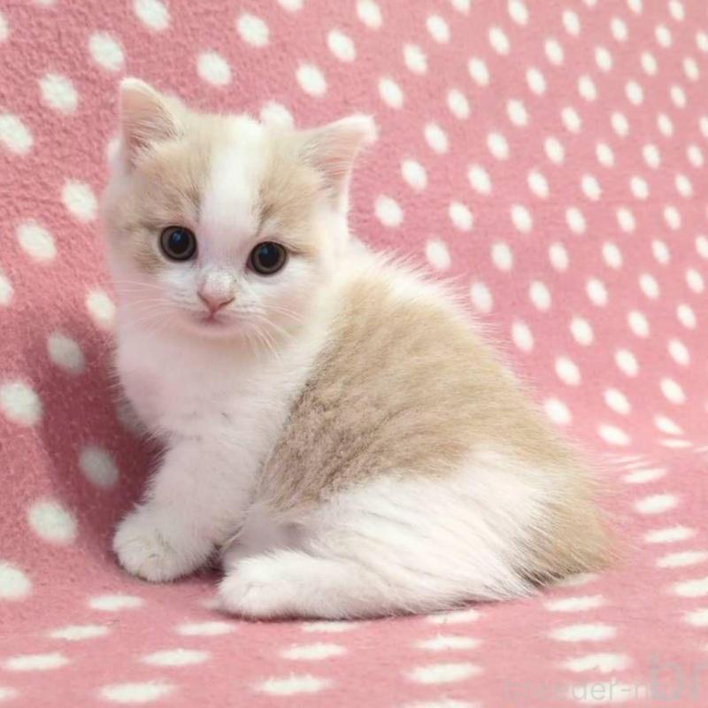 販売中の愛知県のマンチカン(短足)-132250の3枚目