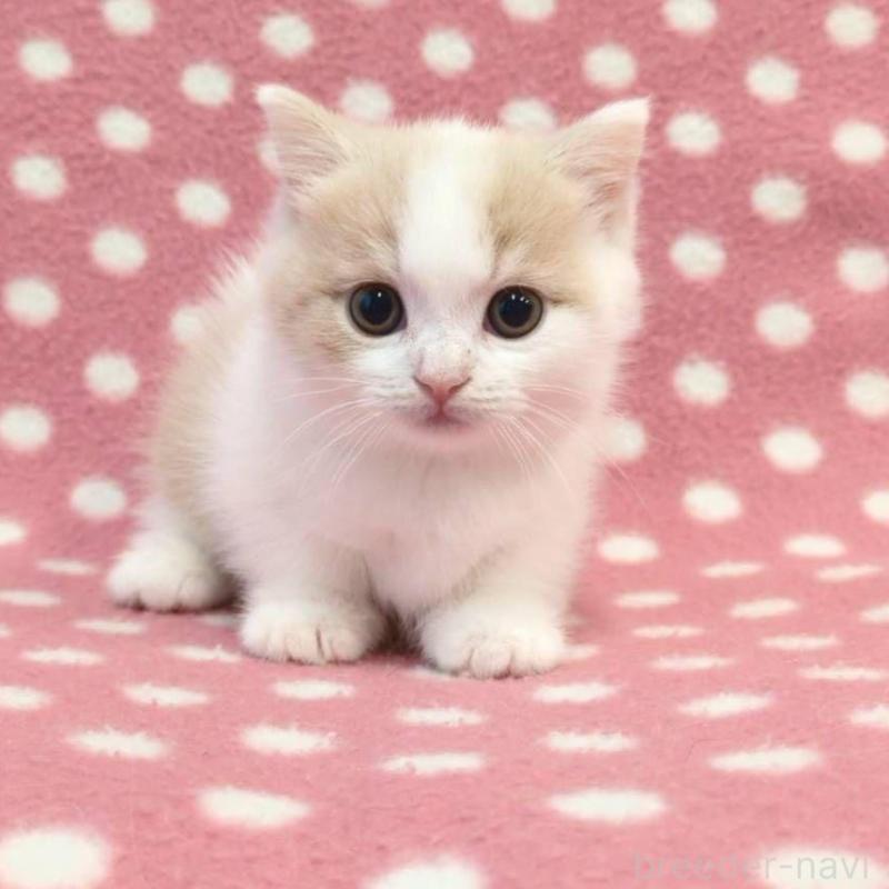 販売中の愛知県のマンチカン(短足)-132250の2枚目