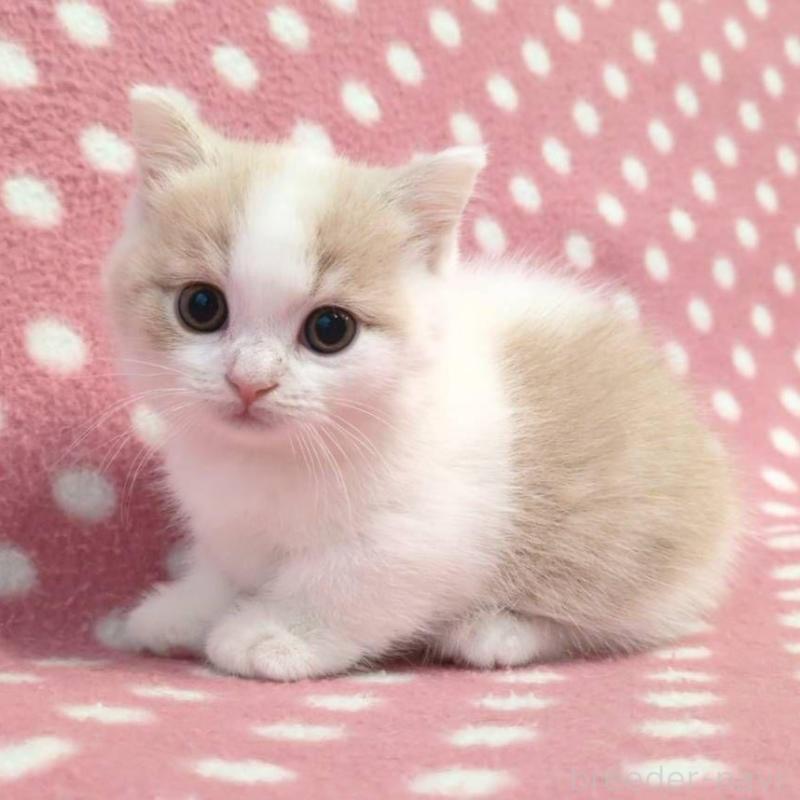 販売中の愛知県のマンチカン(短足)-132250の1枚目