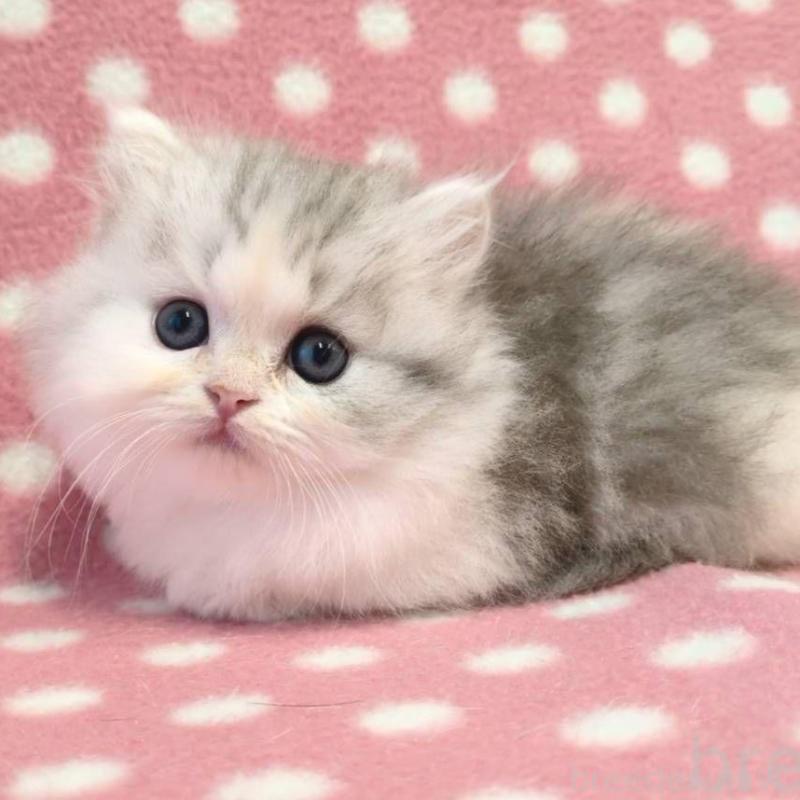 販売中の愛知県のミヌエット(短足)-132251の3枚目