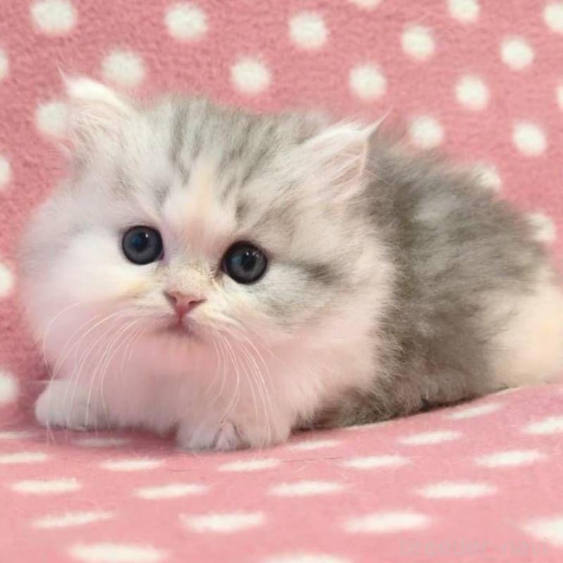 販売中の愛知県のミヌエット(短足)-132251の2枚目