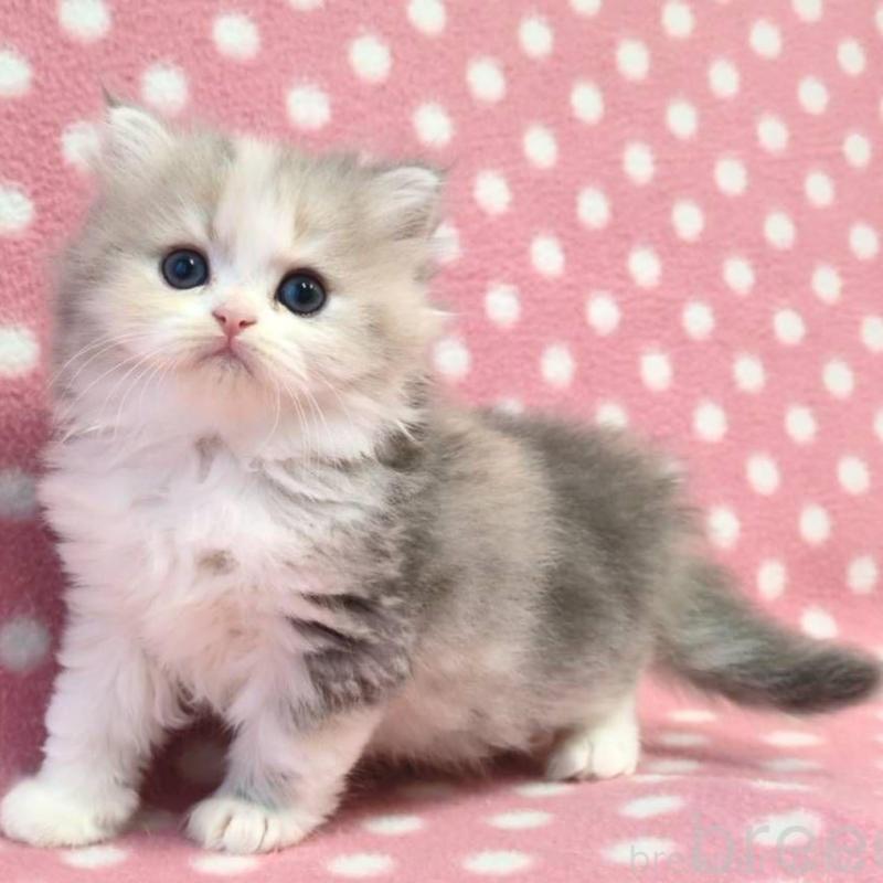 販売中の愛知県のミヌエット-132252の3枚目