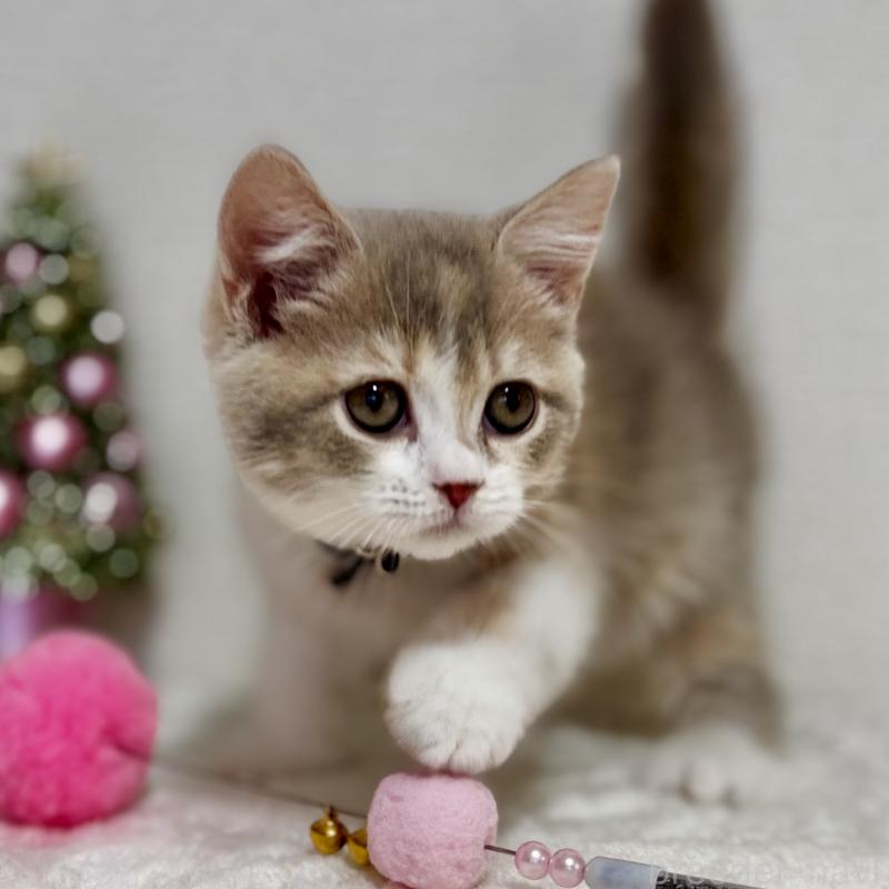 販売中の埼玉県のマンチカン-128134の5枚目