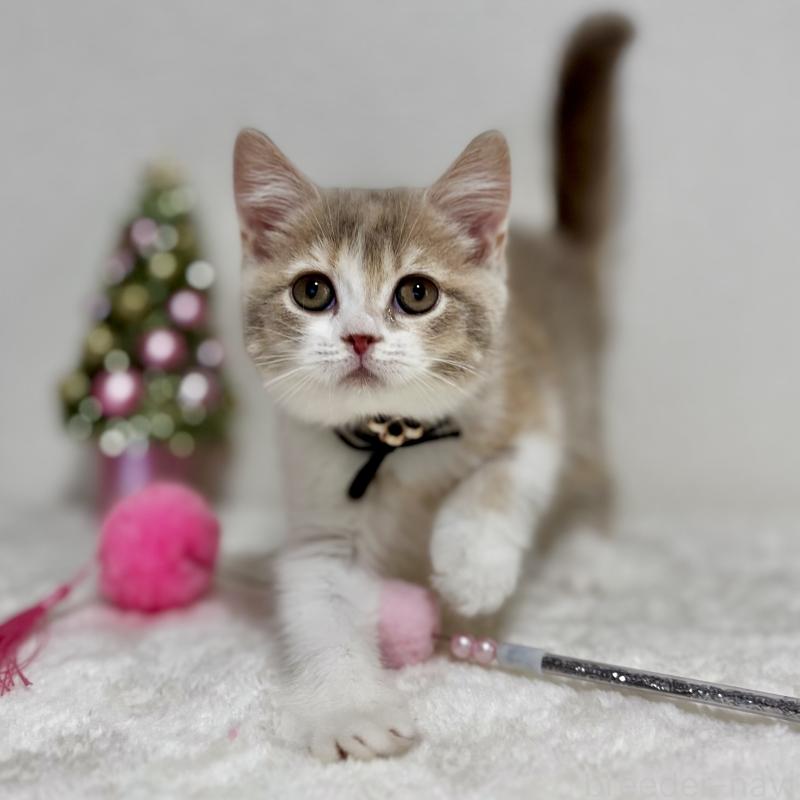 販売中の埼玉県のマンチカン-128134の1枚目