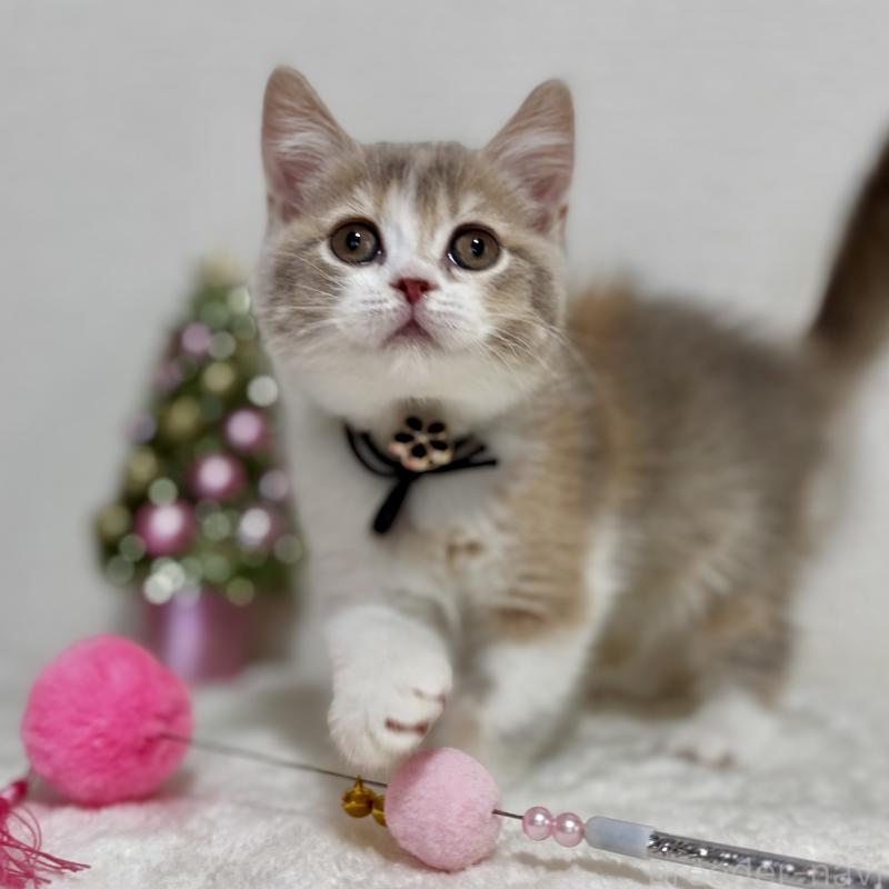 販売中の埼玉県のマンチカン-128134の4枚目