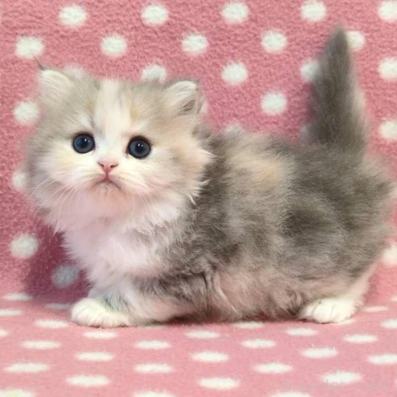 販売中の愛知県のミヌエット-132252の2枚目