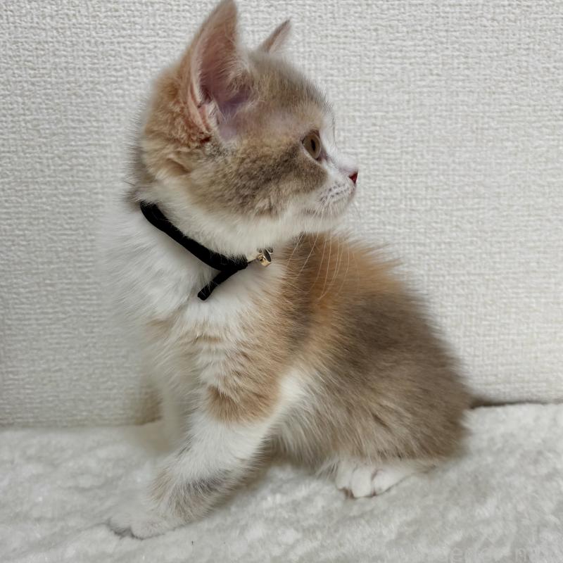 販売中の埼玉県のマンチカン-128134の3枚目