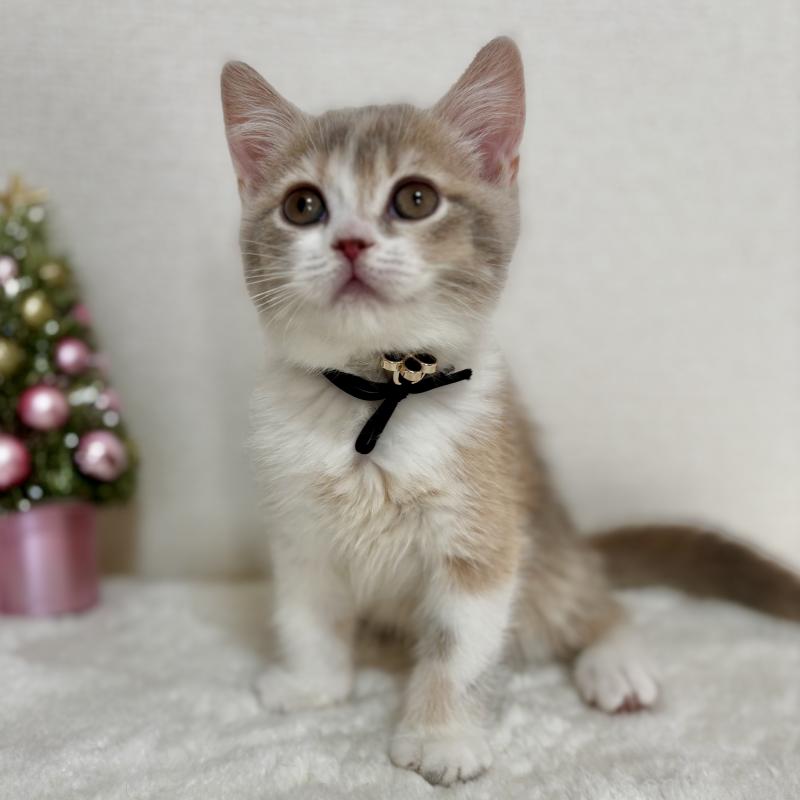 販売中の埼玉県のマンチカン-128134の2枚目