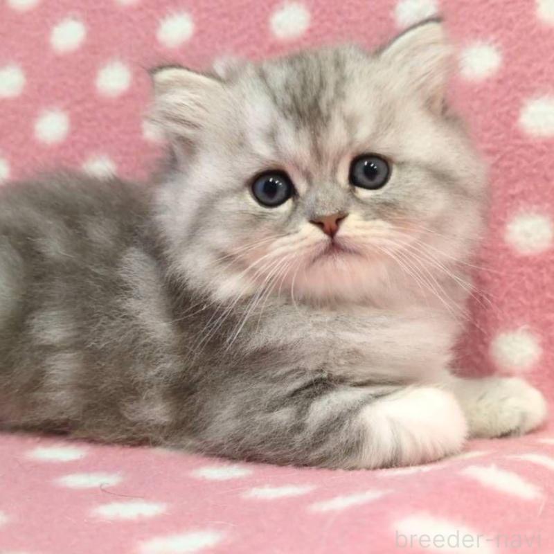 販売中の愛知県のミヌエット-132253