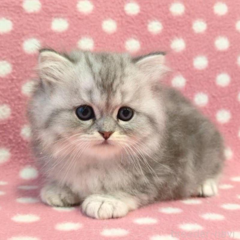 販売中の愛知県のミヌエット-132253の3枚目