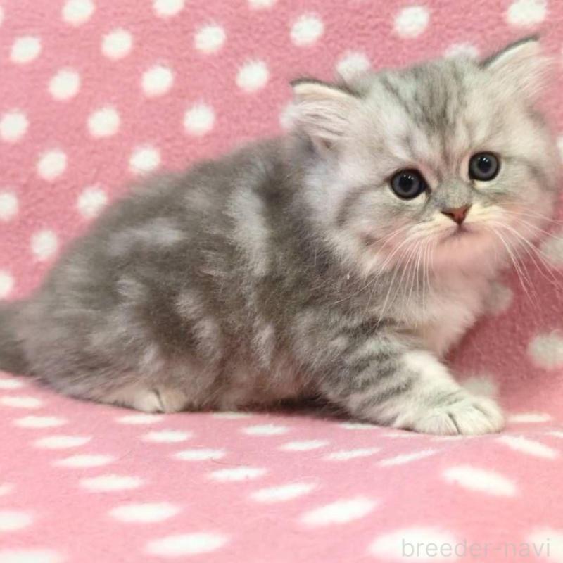 販売中の愛知県のミヌエット-132253の2枚目