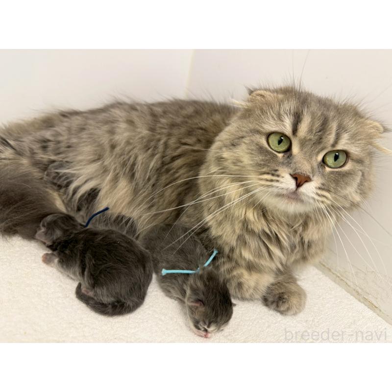 販売中の千葉県のスコティッシュフォールド-132256の6枚目