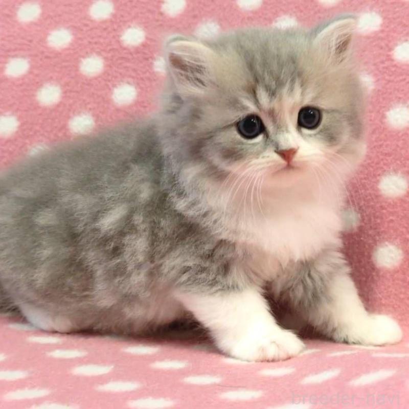 販売中の愛知県のミヌエット-132254の3枚目