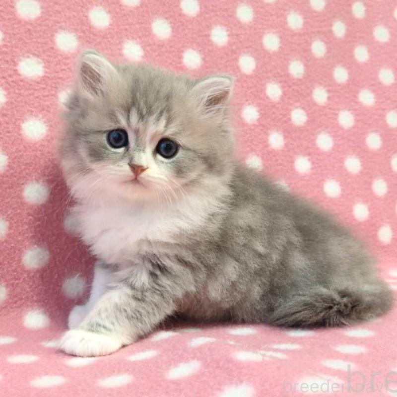 販売中の愛知県のミヌエット-132254の2枚目