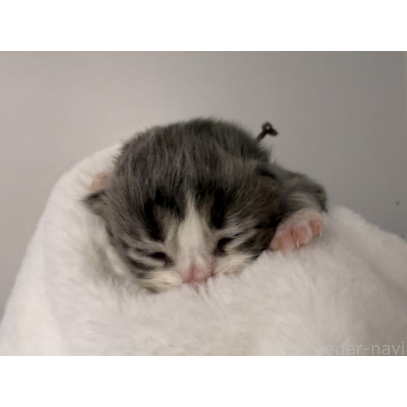 販売中の千葉県のスコティッシュフォールド-132256の5枚目