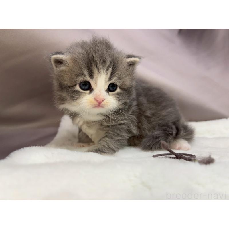 販売中の千葉県のスコティッシュフォールド-132256の4枚目