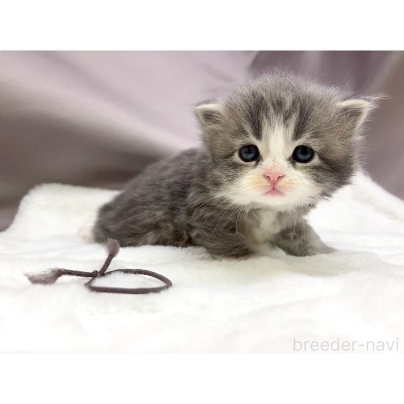 販売中の千葉県のスコティッシュフォールド-132256の3枚目