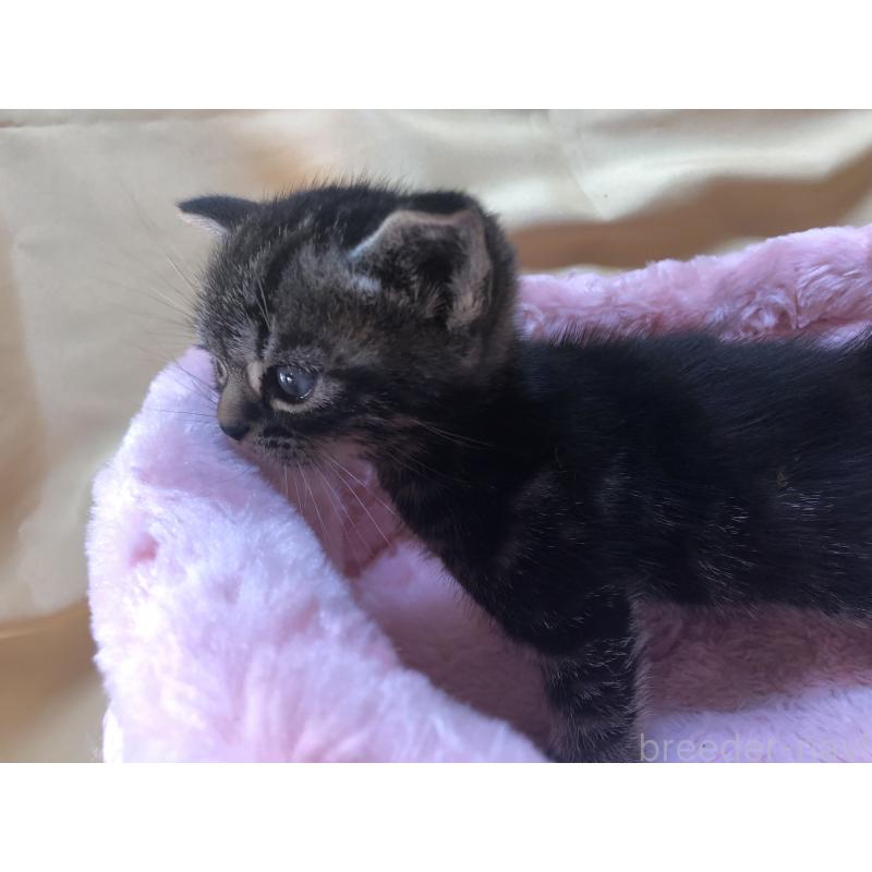 販売中の三重県のアメリカンショートヘア-132255の12枚目