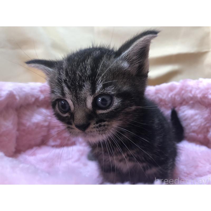 販売中の三重県のアメリカンショートヘア-132255の11枚目