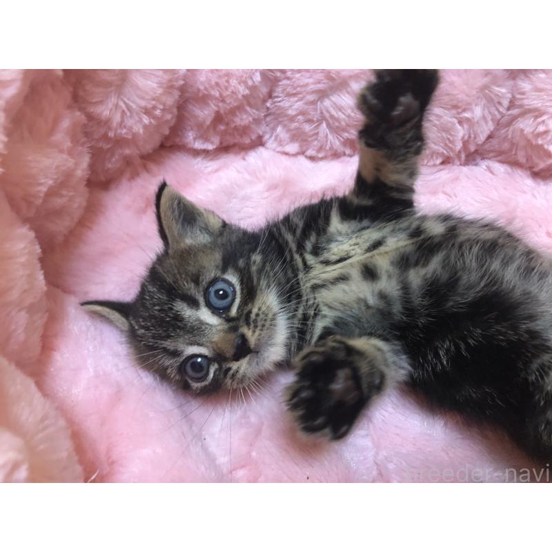 販売中の三重県のアメリカンショートヘア-132255の10枚目