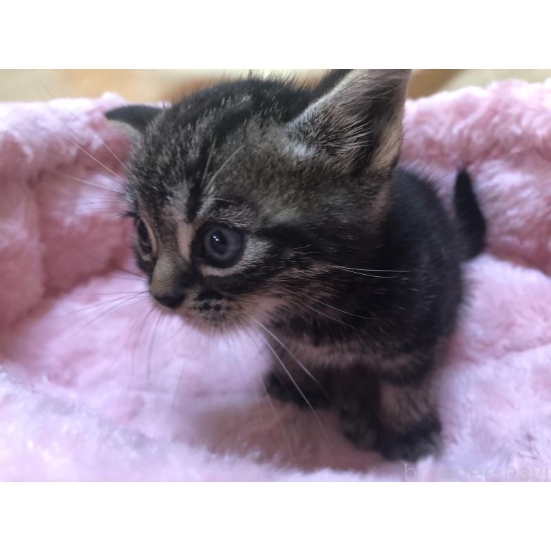 販売中の三重県のアメリカンショートヘア-132255の9枚目