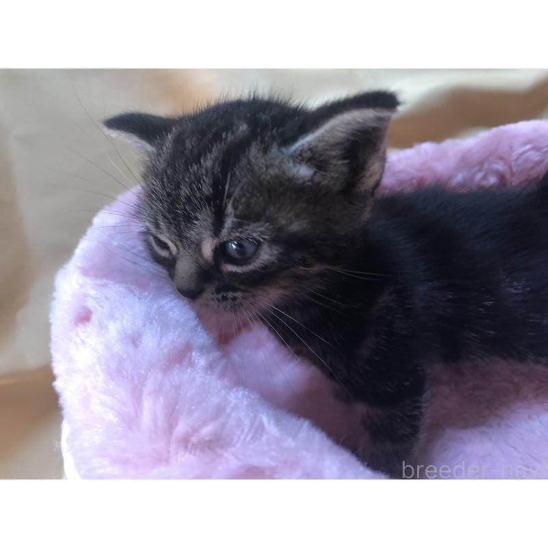 販売中の三重県のアメリカンショートヘア-132255の8枚目