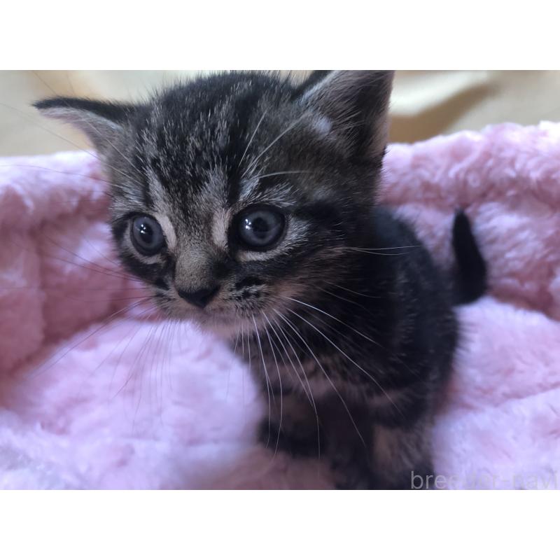 販売中の三重県のアメリカンショートヘア-132255の7枚目