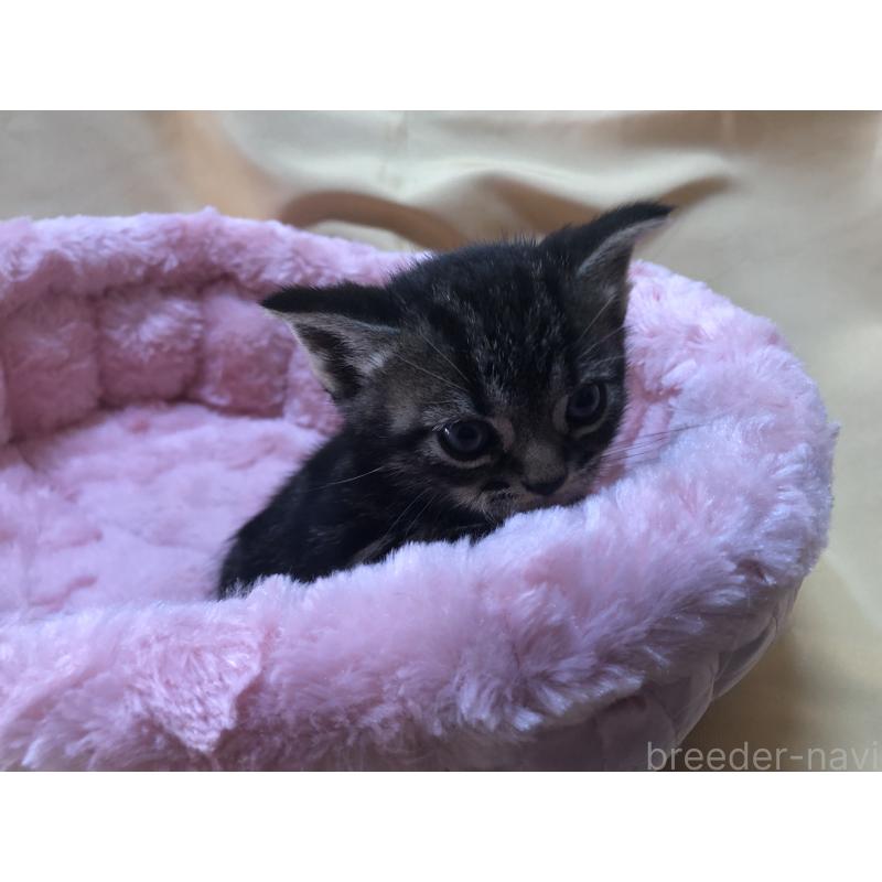 販売中の三重県のアメリカンショートヘア-132255の6枚目