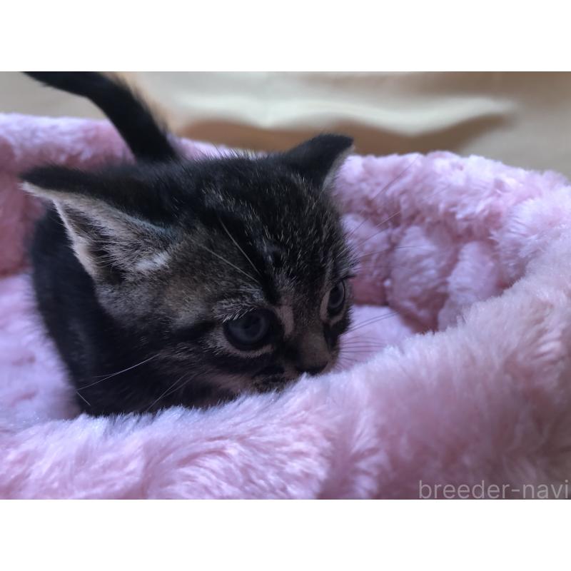 販売中の三重県のアメリカンショートヘア-132255の5枚目