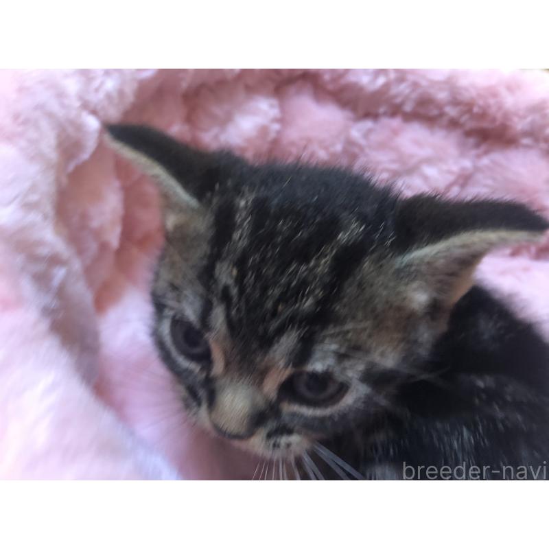 販売中の三重県のアメリカンショートヘア-132255の4枚目