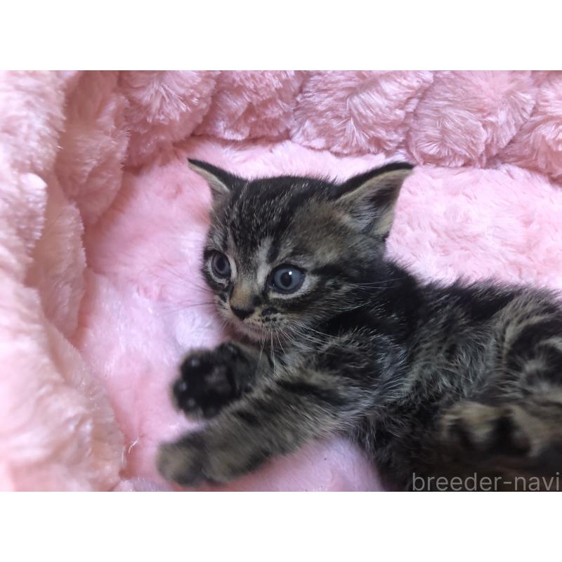 販売中の三重県のアメリカンショートヘア-132255の3枚目