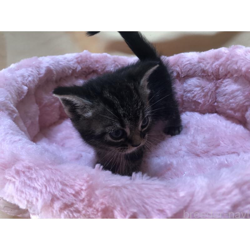 販売中の三重県のアメリカンショートヘア-132255の2枚目