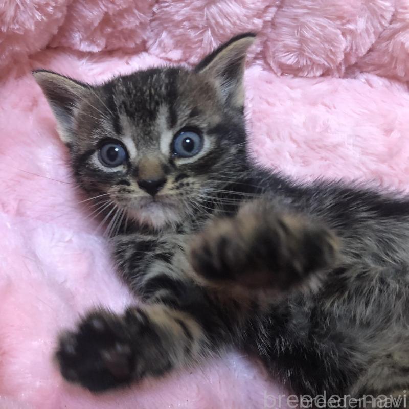 販売中の三重県のアメリカンショートヘア-132255の1枚目