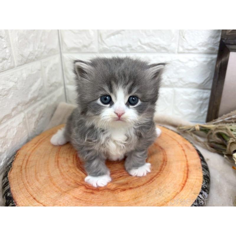 販売中の千葉県のスコティッシュフォールド-132256の2枚目